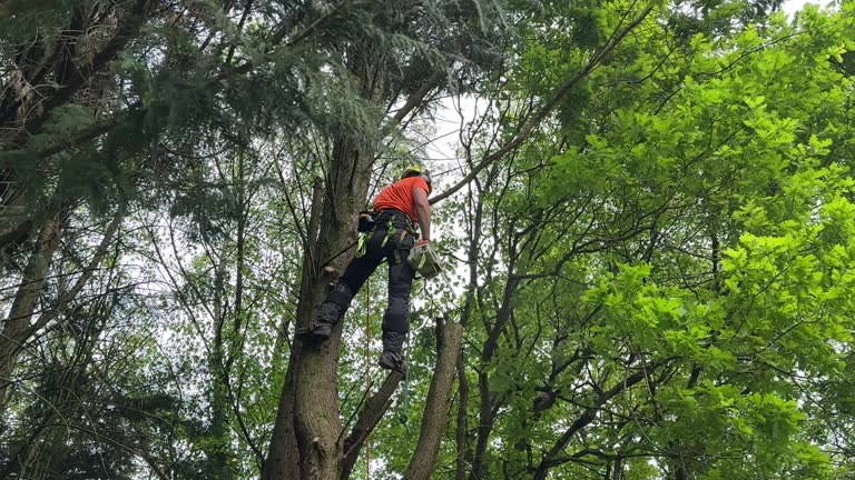 Best Tree Removal  in Spring City, UT