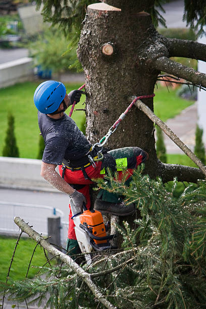 Best Tree Risk Assessment  in Spring City, UT